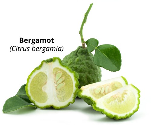 Bergamot